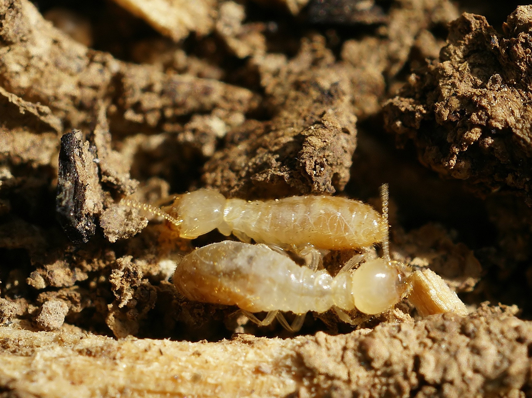 Excremento de termitas