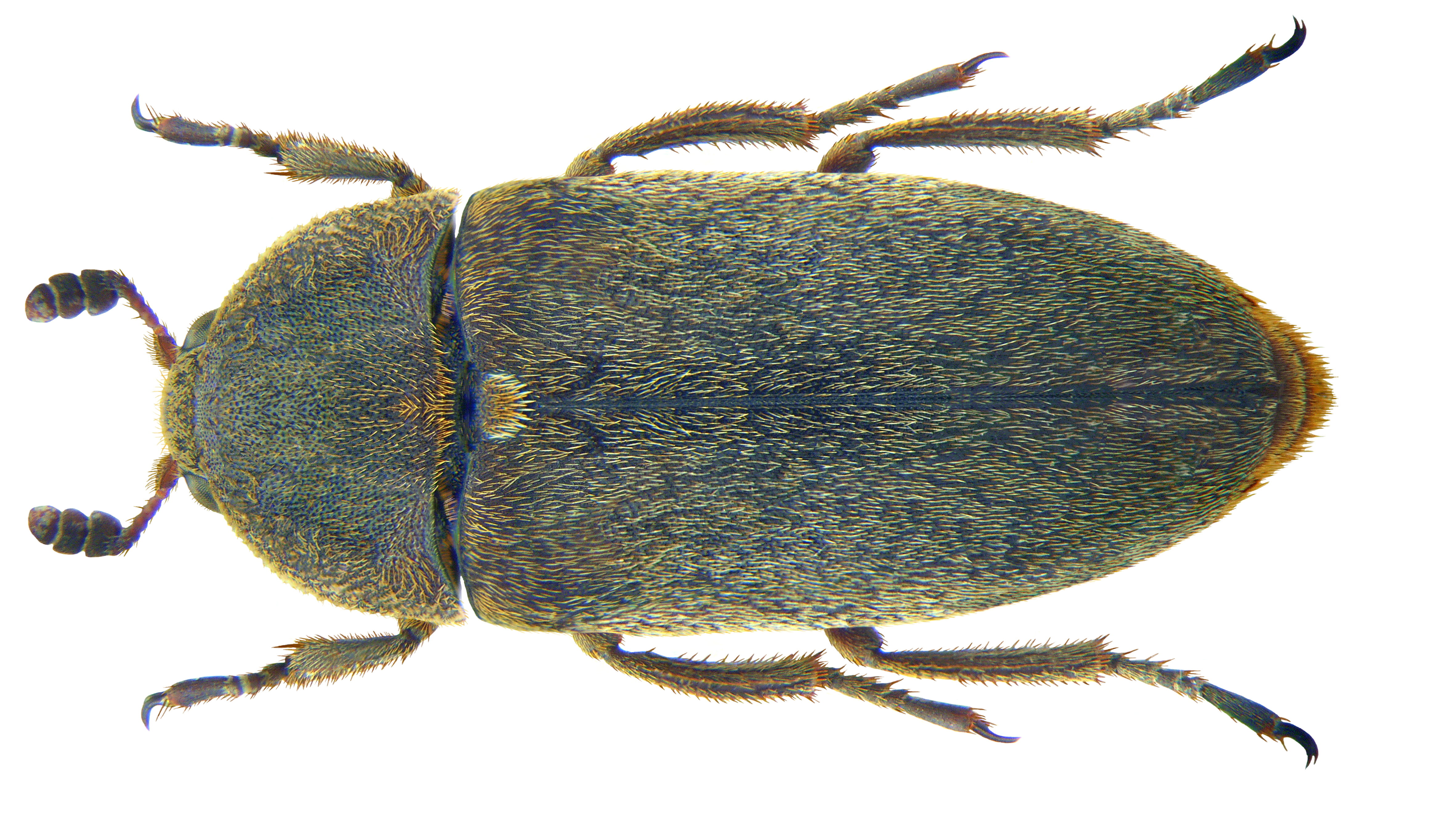 escarabajos Dermestes maculatus