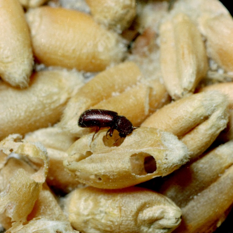 Escarabajo barrenador menor de los granos (Rhyzopertha dominica) EZSA