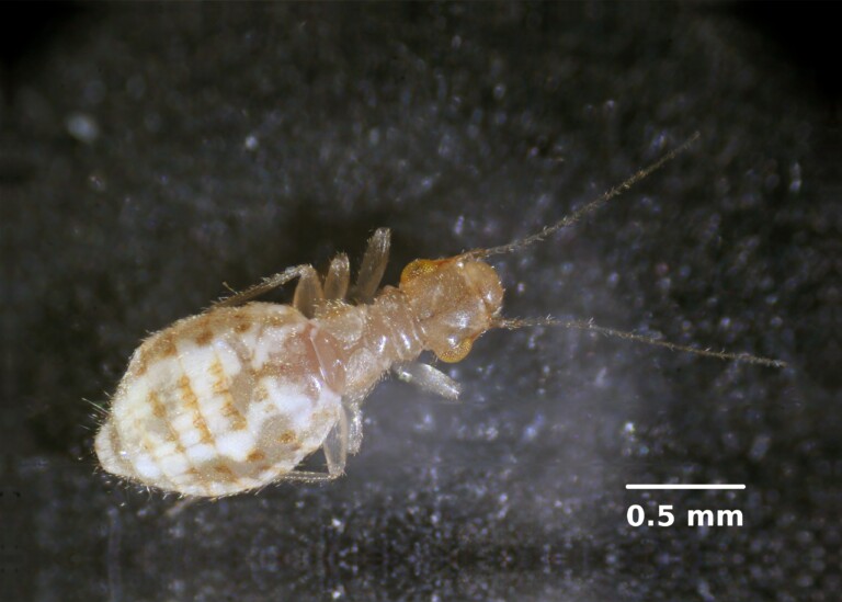 Piojo de los libros (Psócidos) EZSA