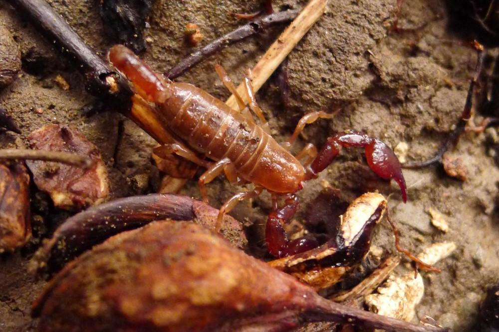 Belisarius xambeui EZSA