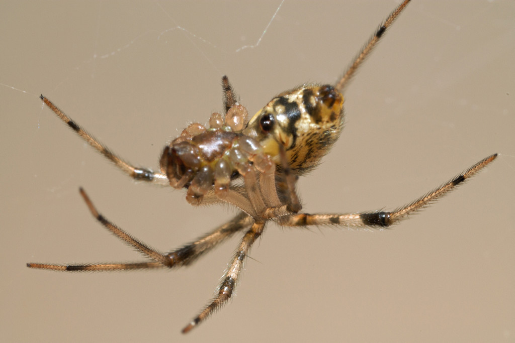 Evita a la araña casera común o teridio del techo con EZSA.