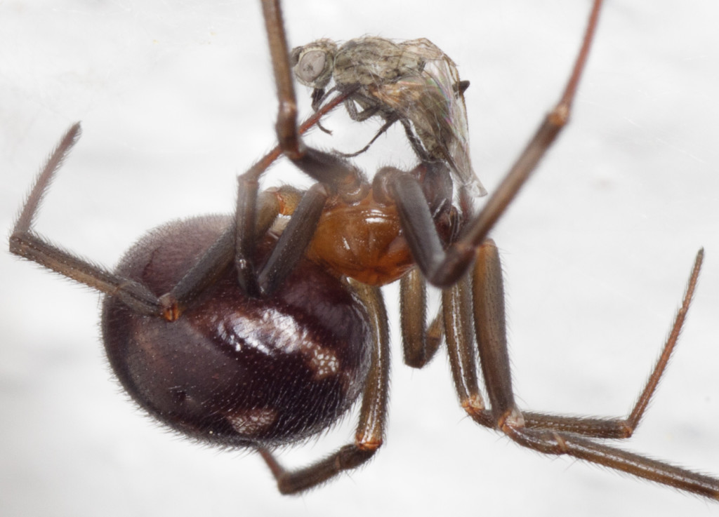 Si Pisas Una Cucaracha Se Quedan Los Huevos