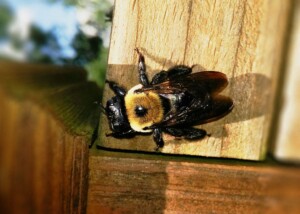 Abeja carpintera