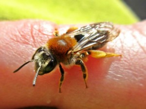 Abeja solitaria del terreno