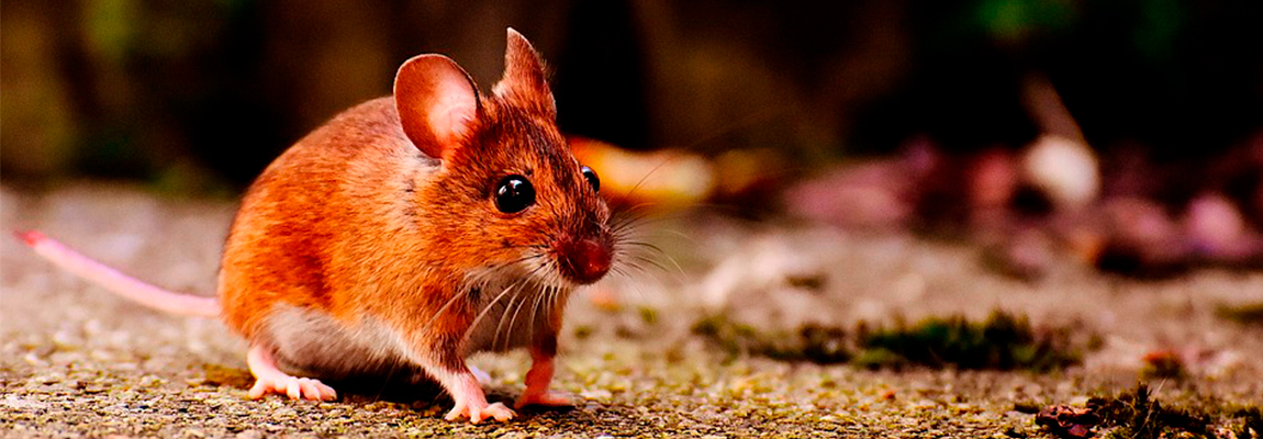 Se incrementa la presencia de ratas tras el confinamiento