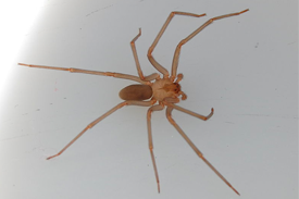 Araña reclusa parda mediterranea