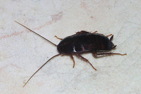 Cucaracha oriental