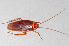 Cucaracha americana