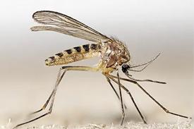 Mosquito comun