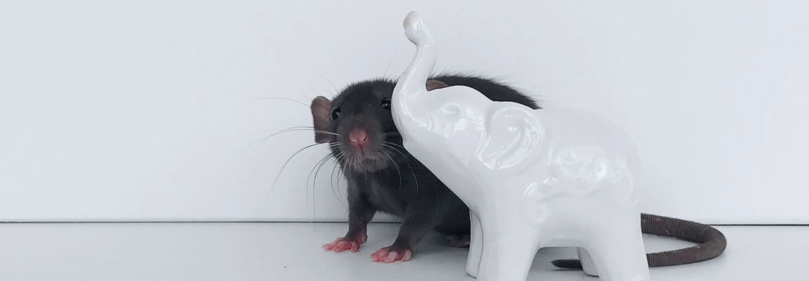  ¿Sabes dónde buscar roedores dentro de tu casa?