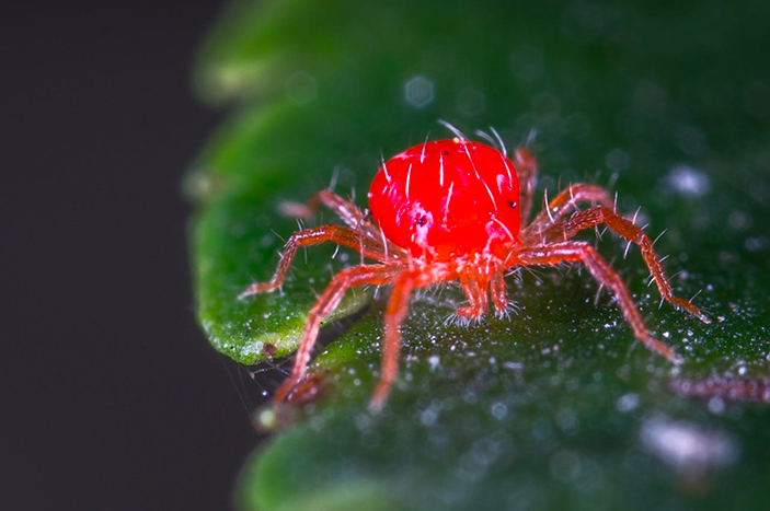 Araña roja