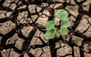 cambio climatico control de palgas