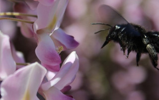 abejas carpinteras pamplona